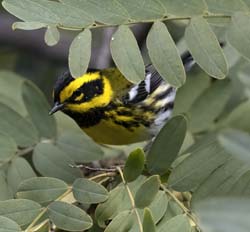 Townsend's Warbler