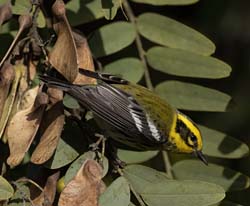Townsend's Warbler