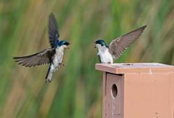 Tree Swallow  Photo