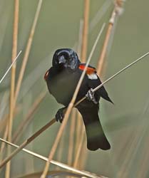 Tricolored Blackbird Photo
