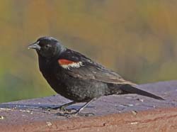 Tricolored Blackbird Photo