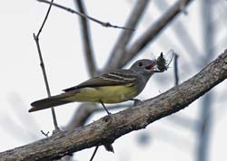 Tropical Kingbird Photo