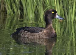 Tufted Duck
