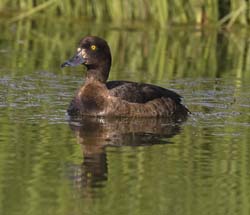 Tufted Duck