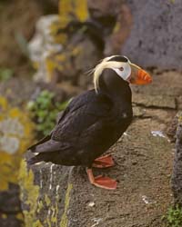 Tufted Puffin Photo
