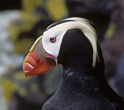 Tufted Puffin Photo