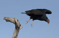 Turkey Vulture