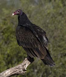 Turkey Vulture