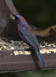 Varied Bunting Photo