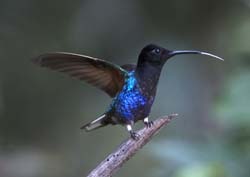 Velvet-purple Coronet
