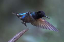 Velvet-purple Coronet