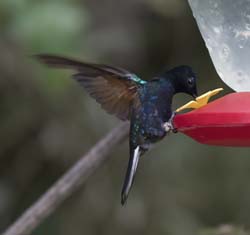 Velvet-purple Coronet
