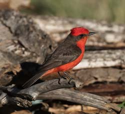 Vermilion Flycatcher Photo