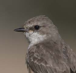 Vermilion Flycatcher Photo