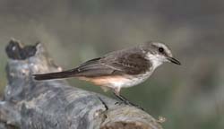 Vermilion Flycatcher Photo