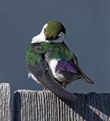 Violet-green Swallow Photo