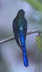 Violet-tailed_Sylph