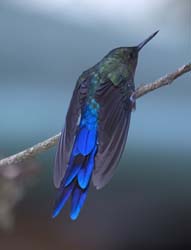 Violet-tailed_Sylph