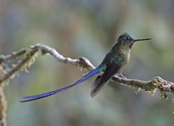 Violet-tailed_Sylph