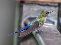 Violet-tailed_Sylph