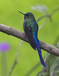 Violet-tailed_Sylph