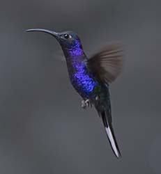 Violet Sabrewing Photo