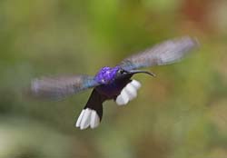 Violet Sabrewing