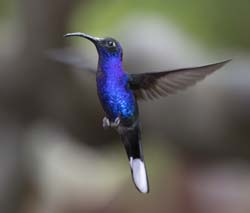 Violet Sabrewing