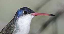 Violet-crowned Hummingbird Photo