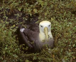 Waved Albatross Photo