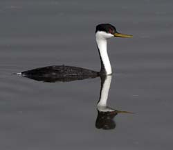 Western Grebe Photo