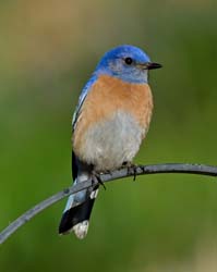 Western Bluebird Photo