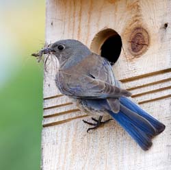 Western Bluebird Photo