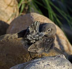Western Bluebird Photo