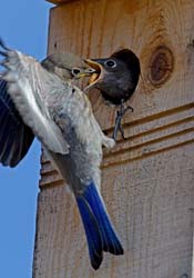 Western Bluebird Photo