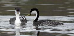 Western Grebe Photo