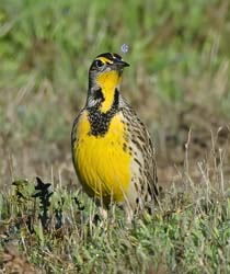 Western Meadowlark Photo