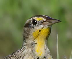 Western Meadowlark Photo