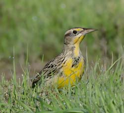 Western Meadowlark Photo