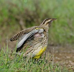 Western Meadowlark Photo