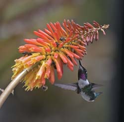 White-bellied Woodstar