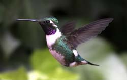 White-bellied Woodstar