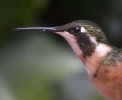 White-bellied Woodstar