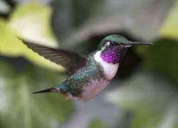 White-bellied Woodstar