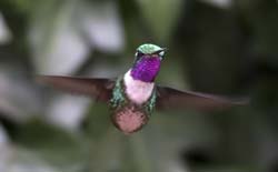 White-bellied Woodstar