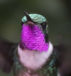 White-bellied Woodstar