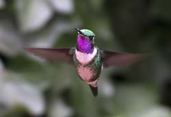 White-bellied Woodstar