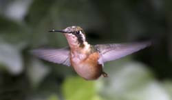 White-bellied Woodstar