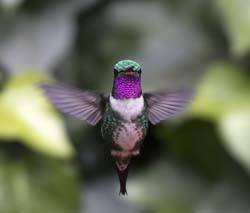 White-bellied Woodstar