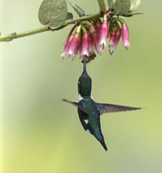 White-bellied Woodstar